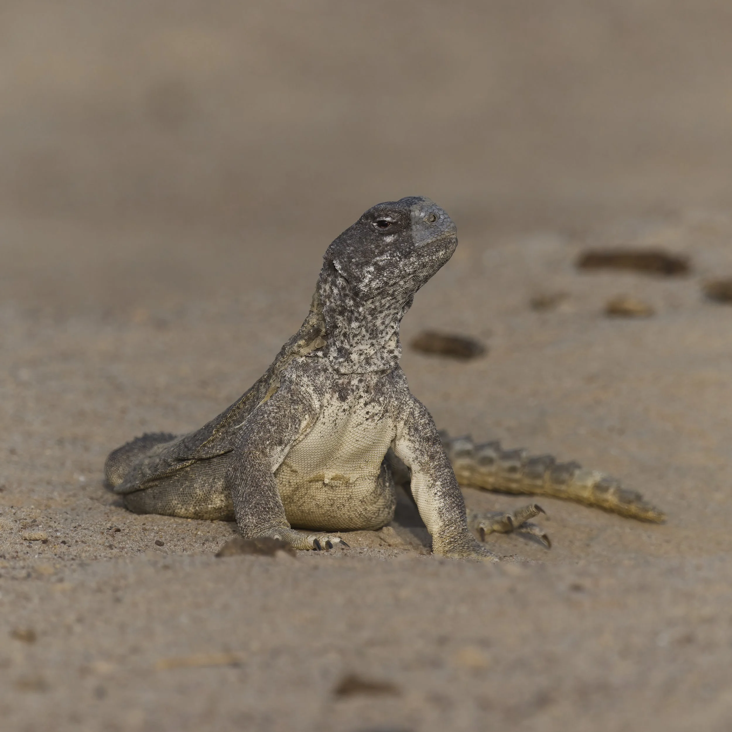 Ayollarning katta sarkma kokraklari